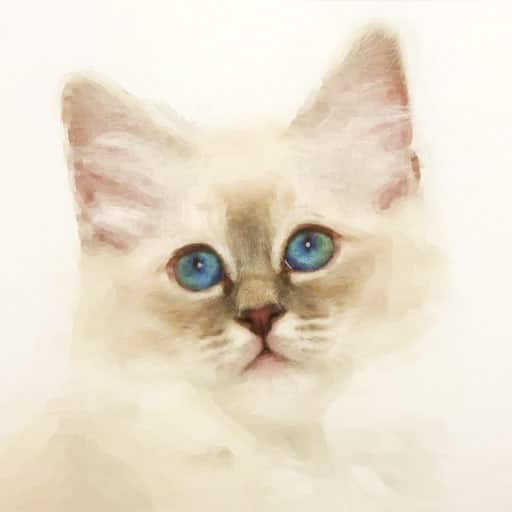 Pet-portraits-cat