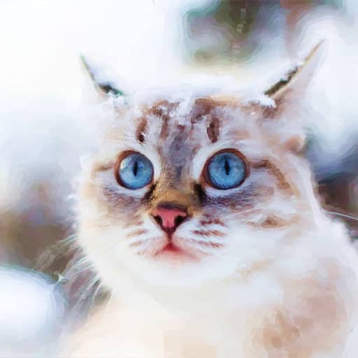 Pet-portraits-cats