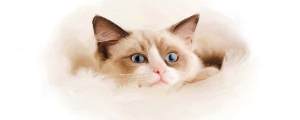 Pet-portraits-cats