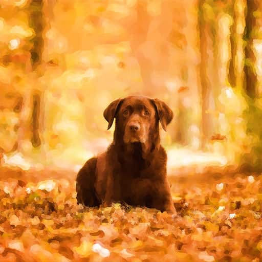 Pet-portraits-dog-3