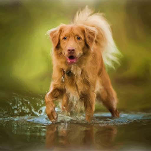 Pet-portraits-dog-4