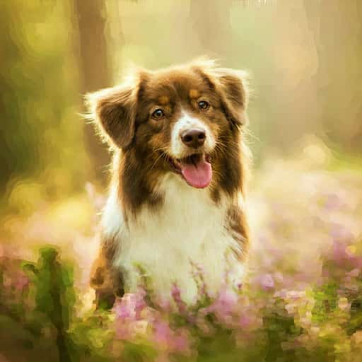 pets-portrait-dog-11