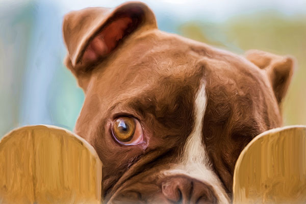 order-pet-portrait-cat