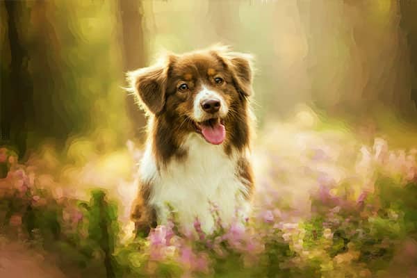 order-pet-portrait-fineart