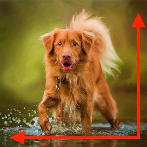 order-pet-portraits-sizes
